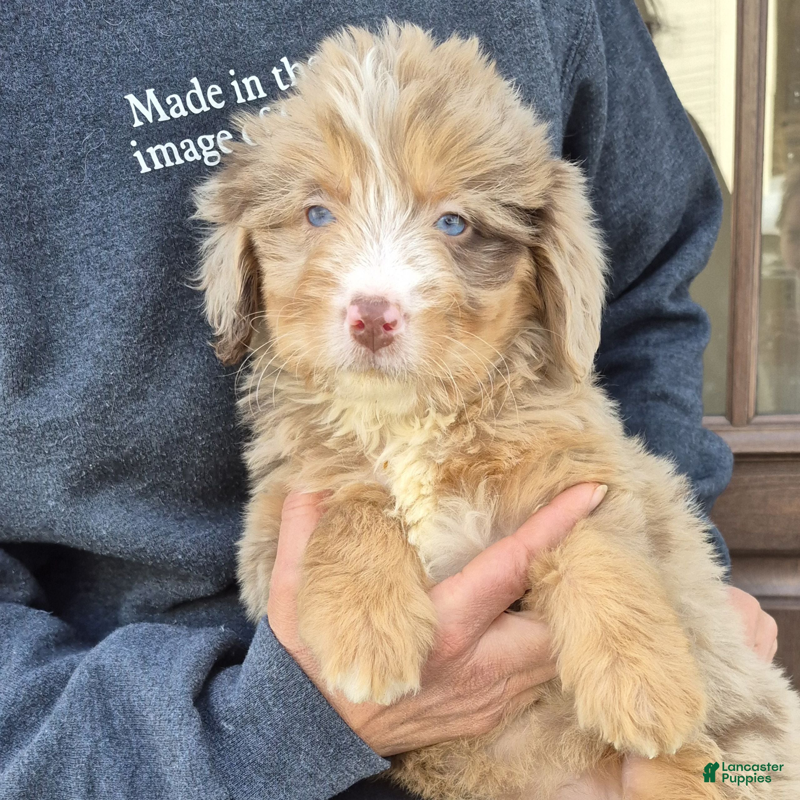 Mini Bernedoodle dogs Chloe  - Ad 12
