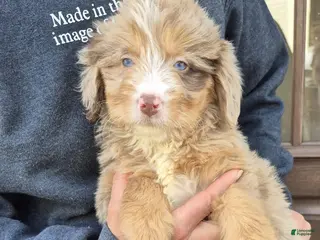 Mini Bernedoodle dogs Chloe - Ad 12