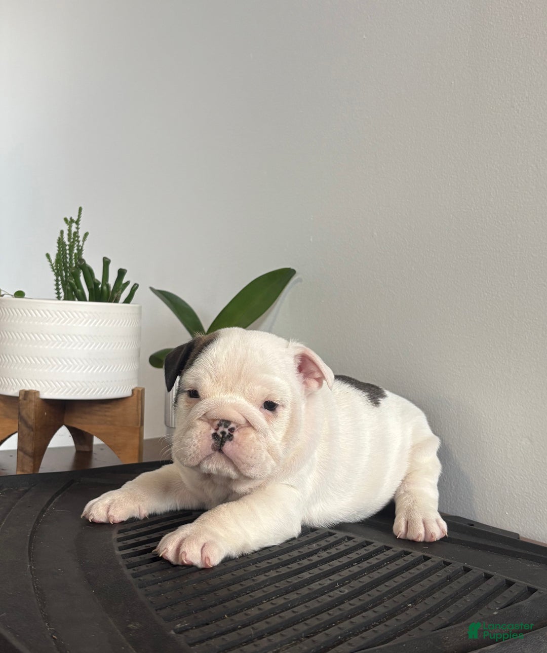 English Bulldog dogs for sale: Echo - Ad 5