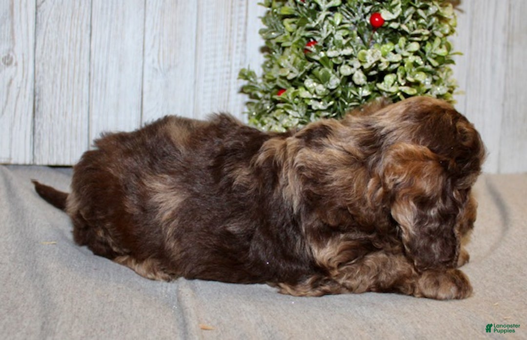 Mixed Breed dogs for sale: Jack - Ad 7