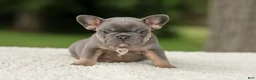 French Bulldog dogs for sale: Duke - Ad 8