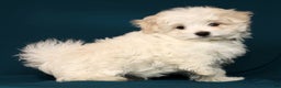 Maltese dogs for sale: Marco - Ad 1