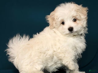 Maltese dogs Marco - Ad 7
