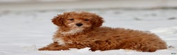 Toy Poodle dogs for sale: Scotty - Ad 2