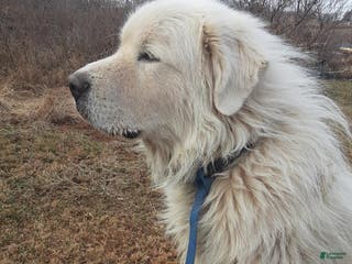 Great Pyrenees dogs Cooper - Ad 1
