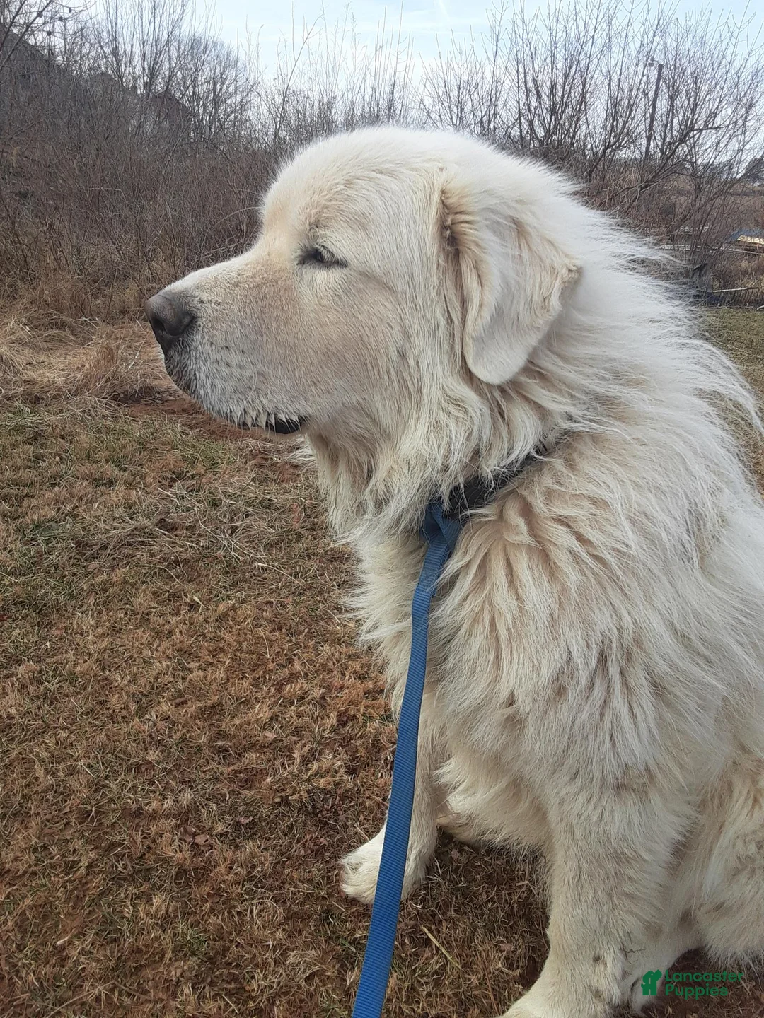 Great Pyrenees dogs for stud: Cooper - Ad 1