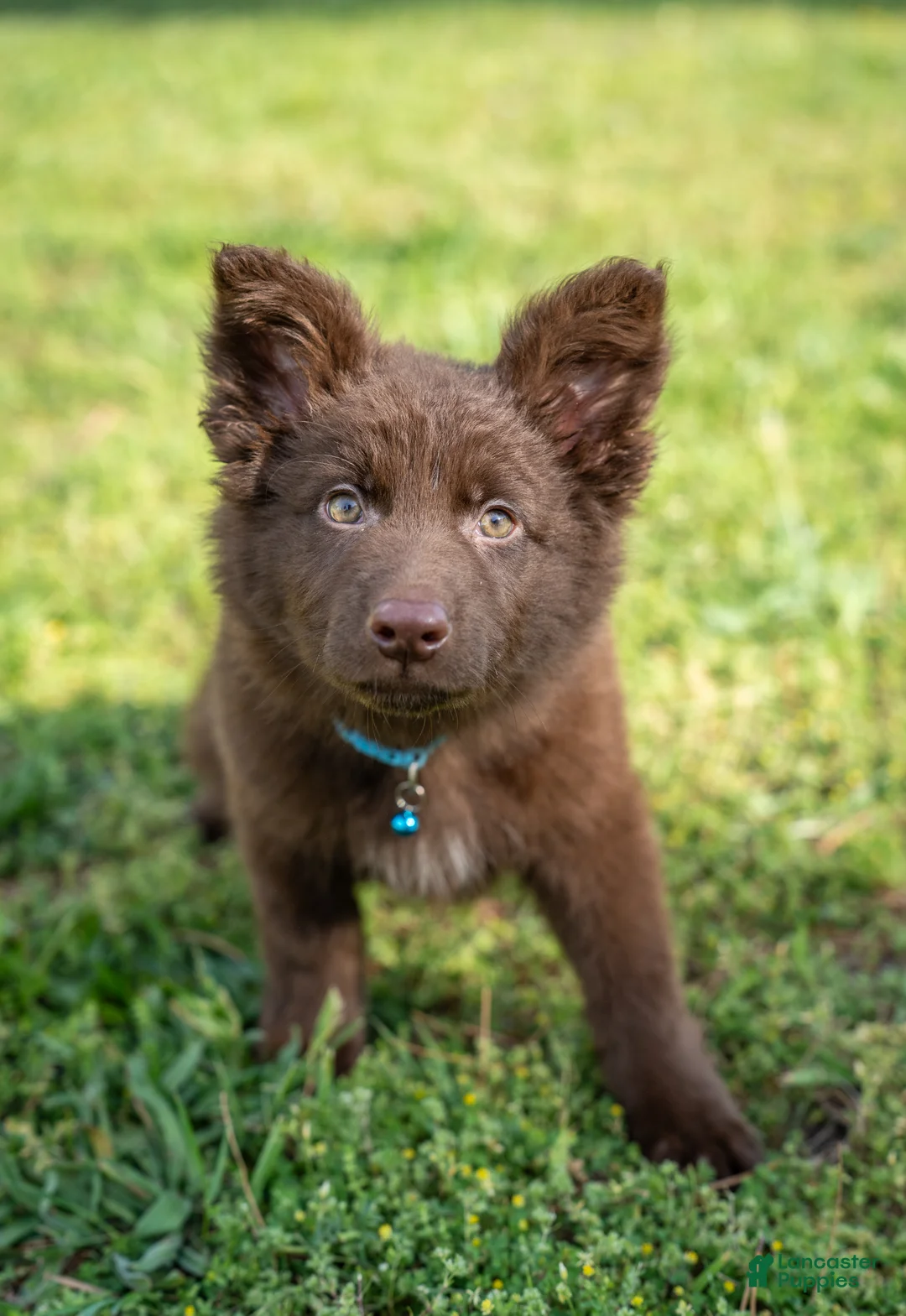 German Shepherd dogs for sale: German Shepherd Puppy 1 - Ad 1