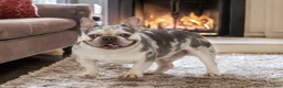 French Bulldog dogs for sale: Sammie - Ad 11