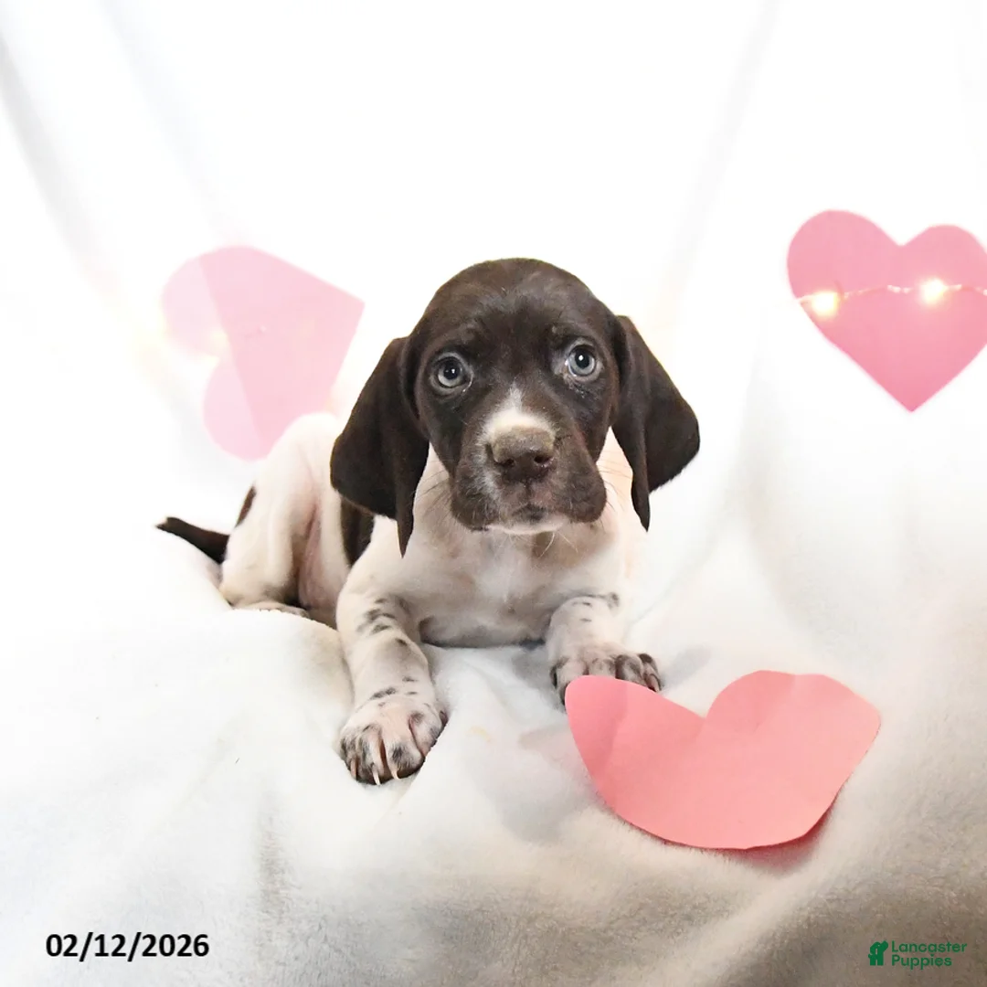 German Shorthaired Pointer dogs for sale: Rolo - Ad 5
