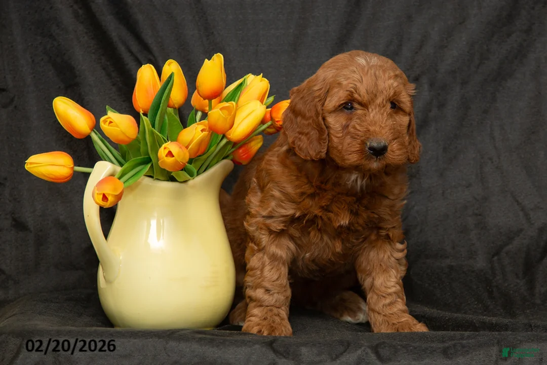 Mini Goldendoodle dogs for sale: Barbie - Ad 2