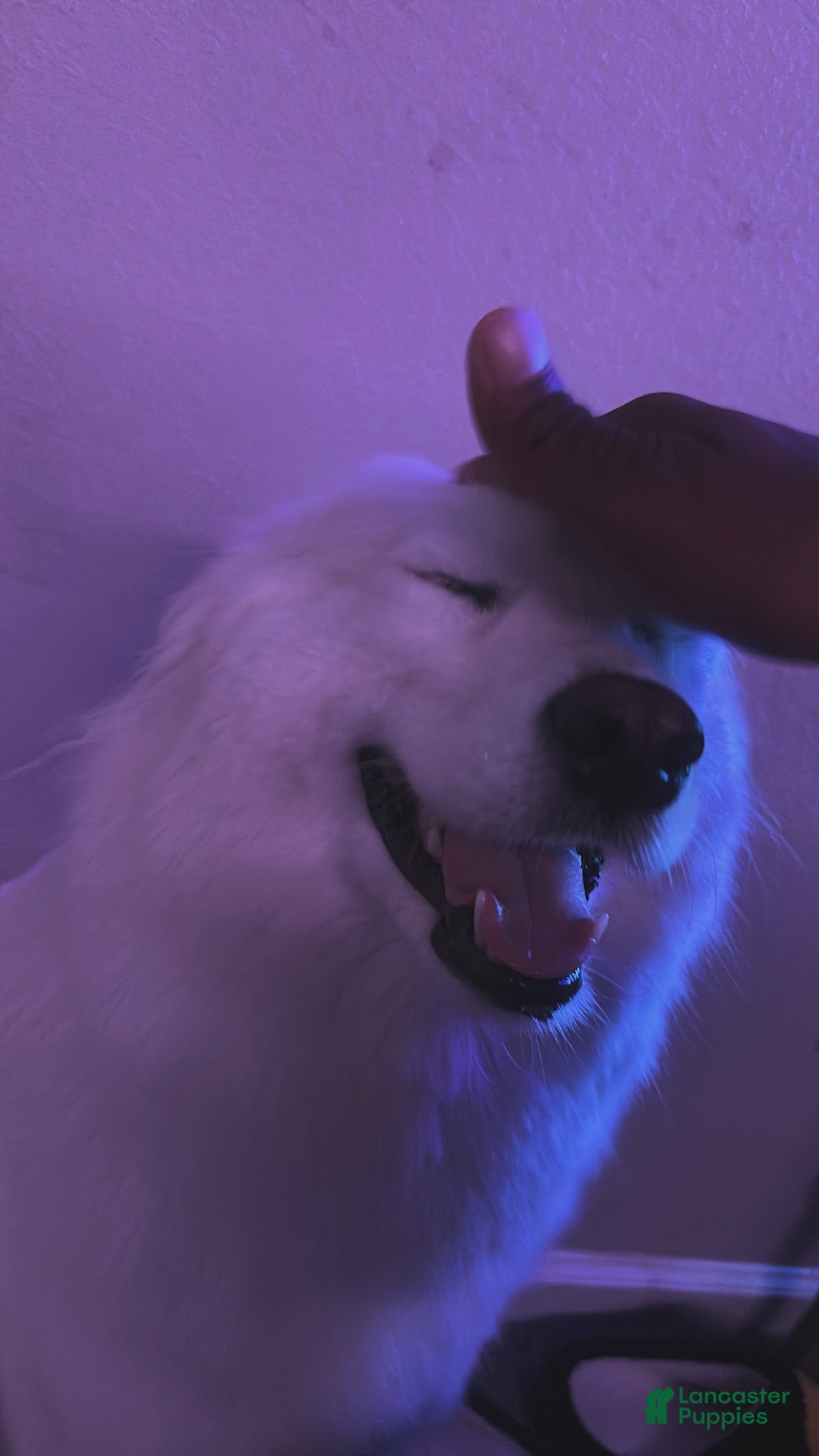 Samoyed dogs Samoyed 1 - Ad 9