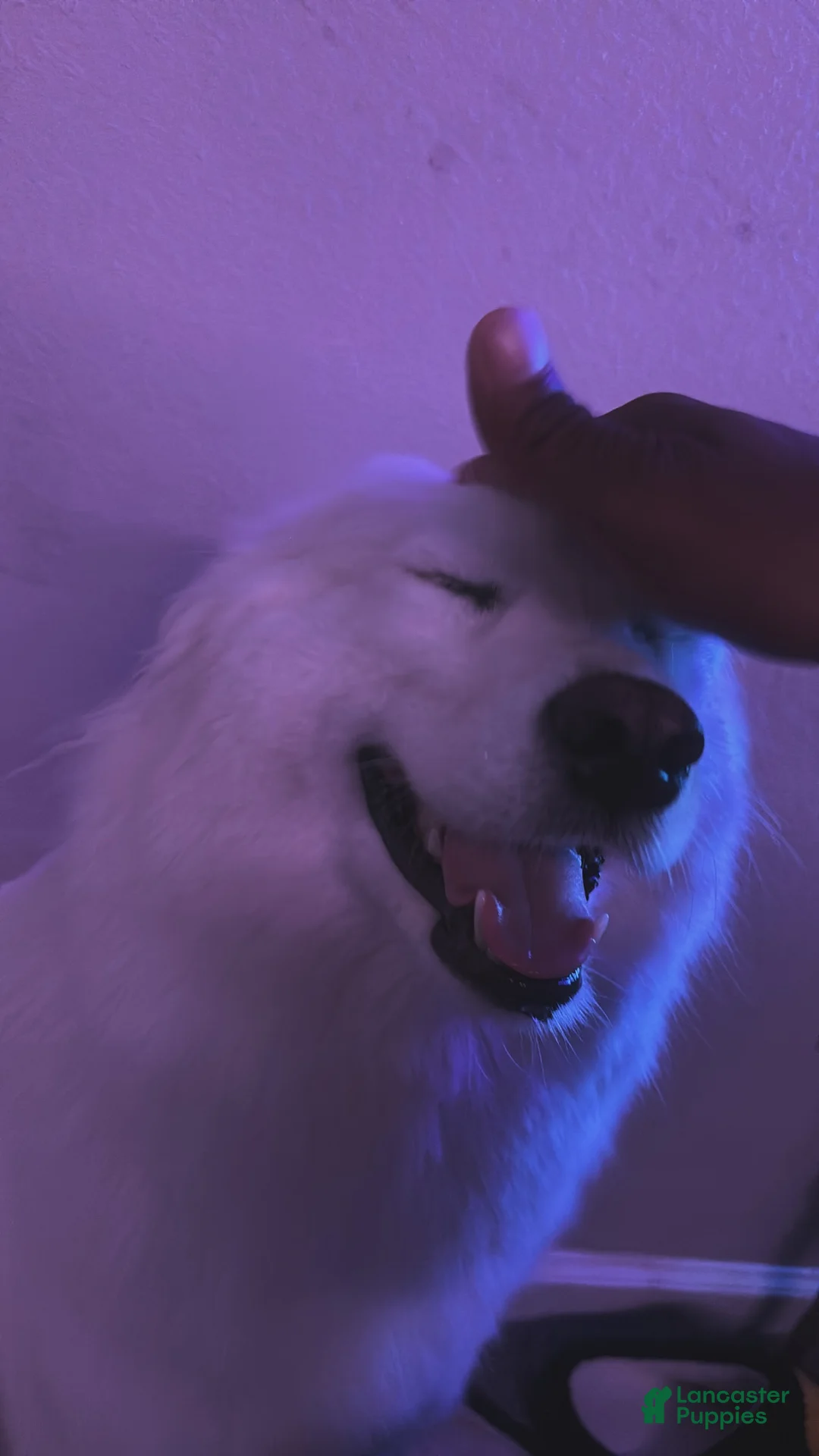 Samoyed dogs for sale: Samoyed 1 - Ad 1