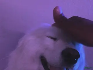 Samoyed dogs Samoyed 1 - Ad 1