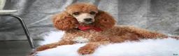Miniature Poodle dogs for sale: Jill - Ad 8
