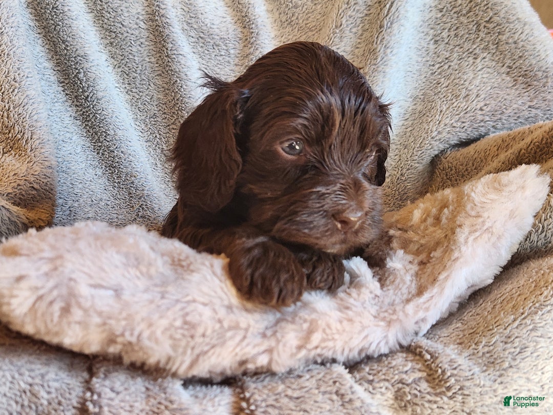 Mixed Breed dogs for sale: Logan - Ad 5