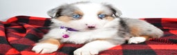Miniature Australian Shepherd dogs for sale: Jenny - Ad 7