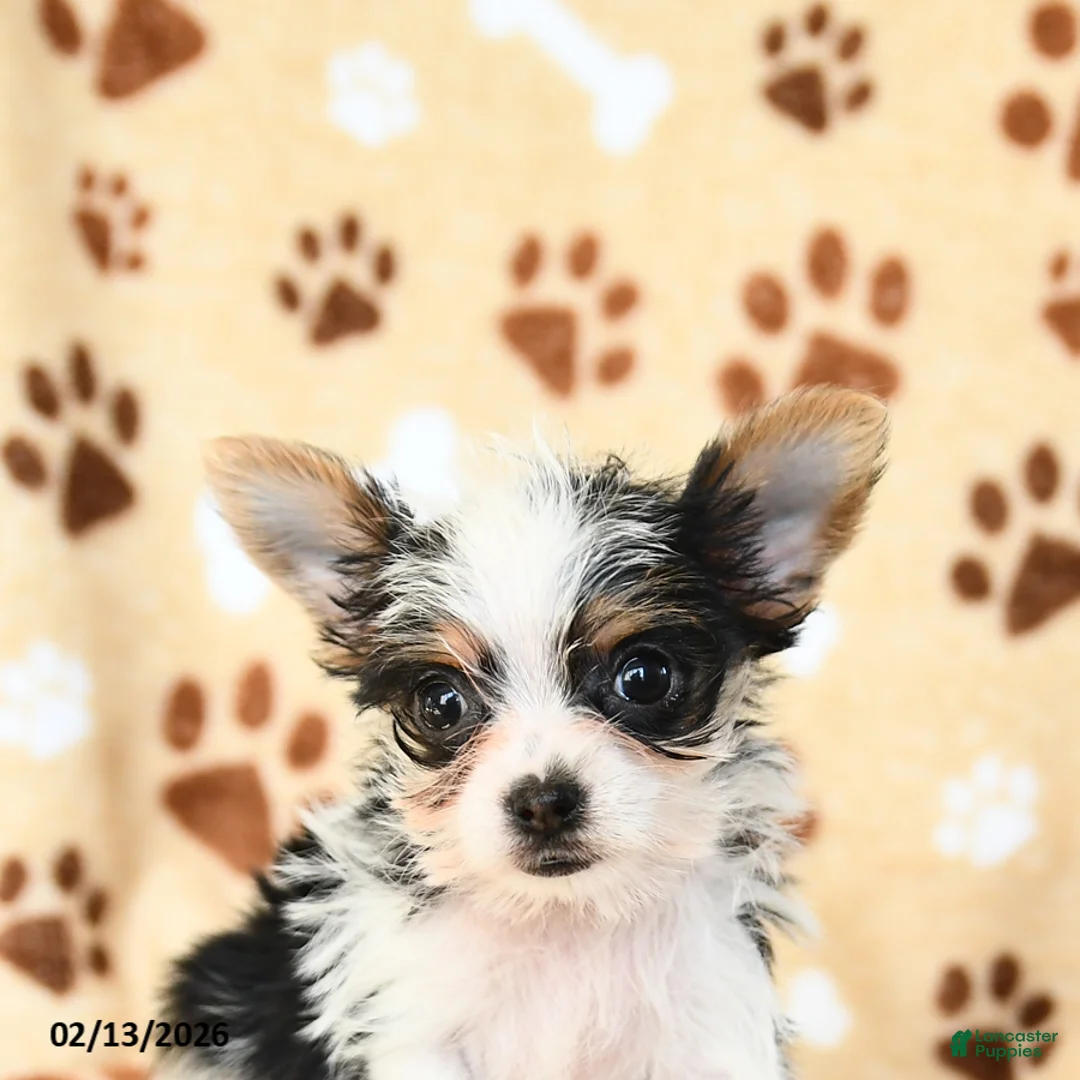 Yorkshire Terrier dogs for sale: Lucy - Ad 3