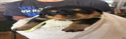Rottweiler dogs for sale: Rottweiler 2 AKC REGISTERED  - Ad 7
