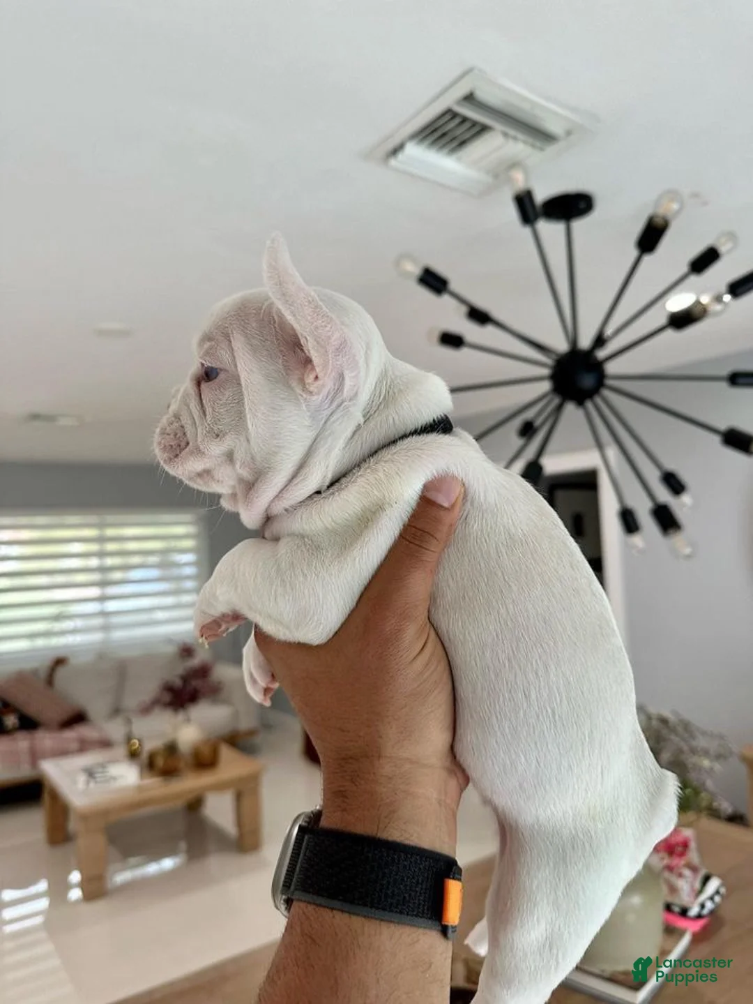 French Bulldog dogs for stud: Baby Ice  - Ad 7