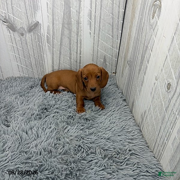Miniature Dachshund dogs for sale: Clover - Ad 3