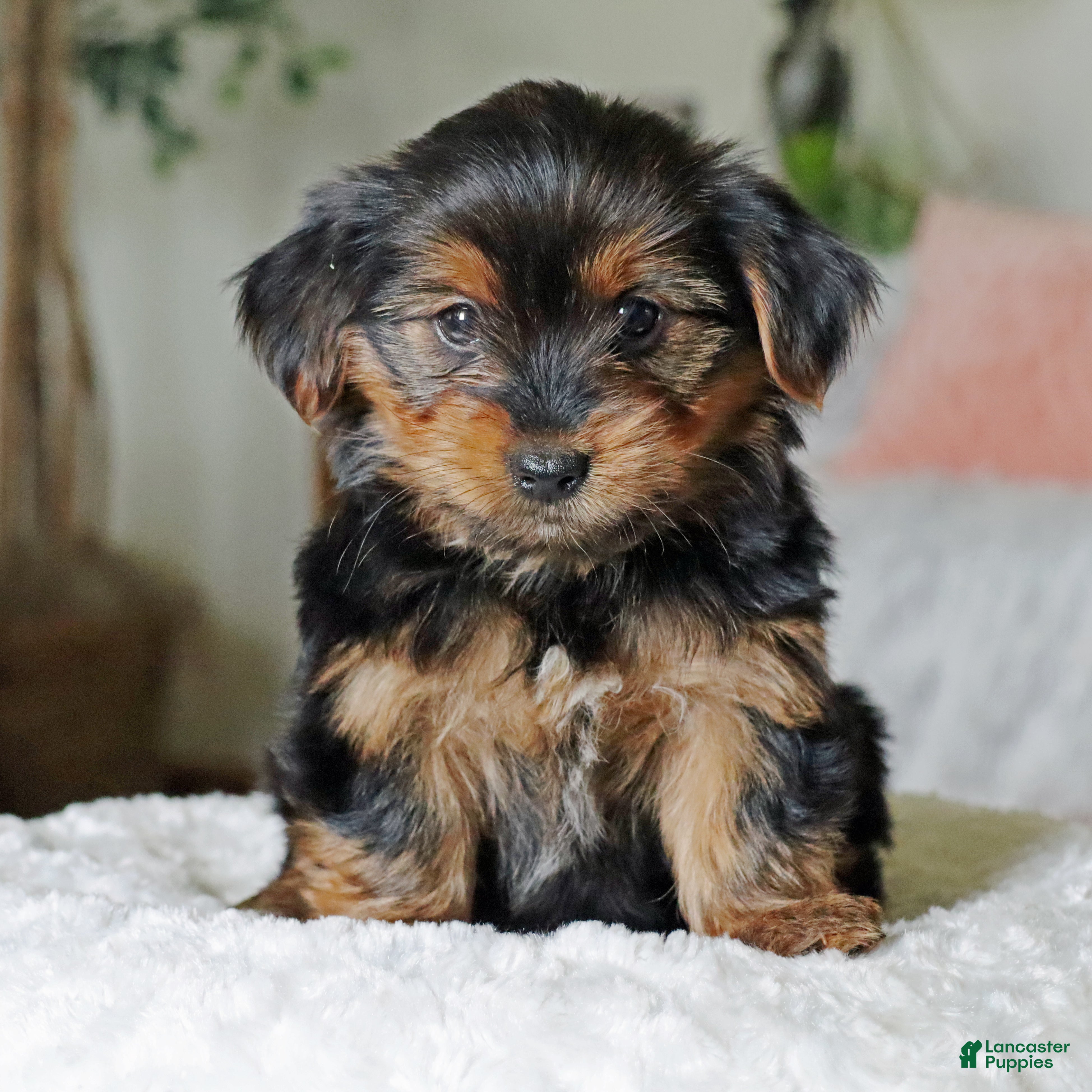 Yorkshire Terrier dogs Tia - Ad 1