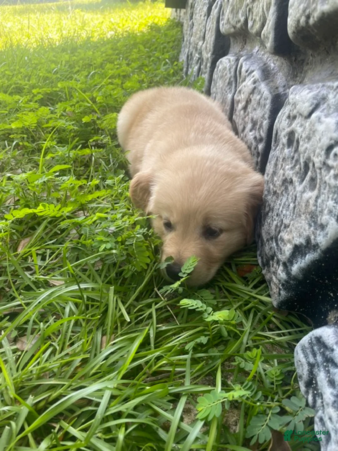 Golden Retriever dogs for sale: Pink collar girl - Ad 2