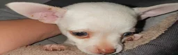 Chihuahua dogs for sale: Beans - Ad 1