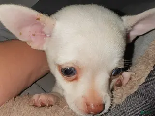 Chihuahua dogs Beans - Ad 38