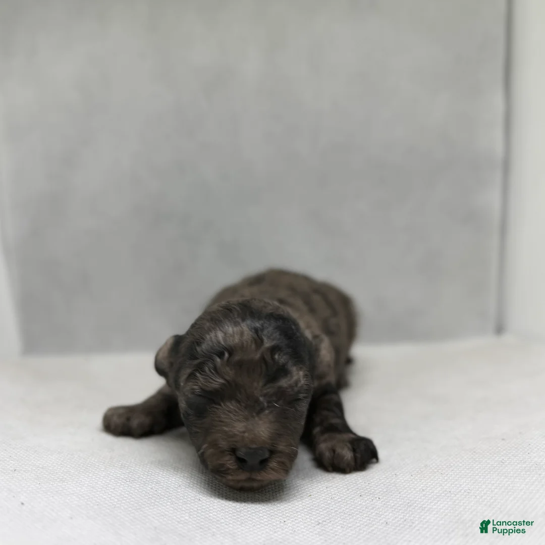 Mini Goldendoodle dogs for sale: Jeanie - Ad 2