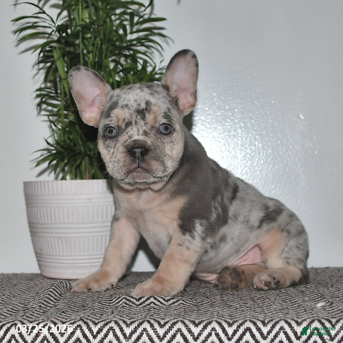 Frenchton dogs Logan - Ad 1