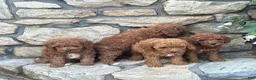 Miniature Poodle dogs for sale: Max - Ad 16