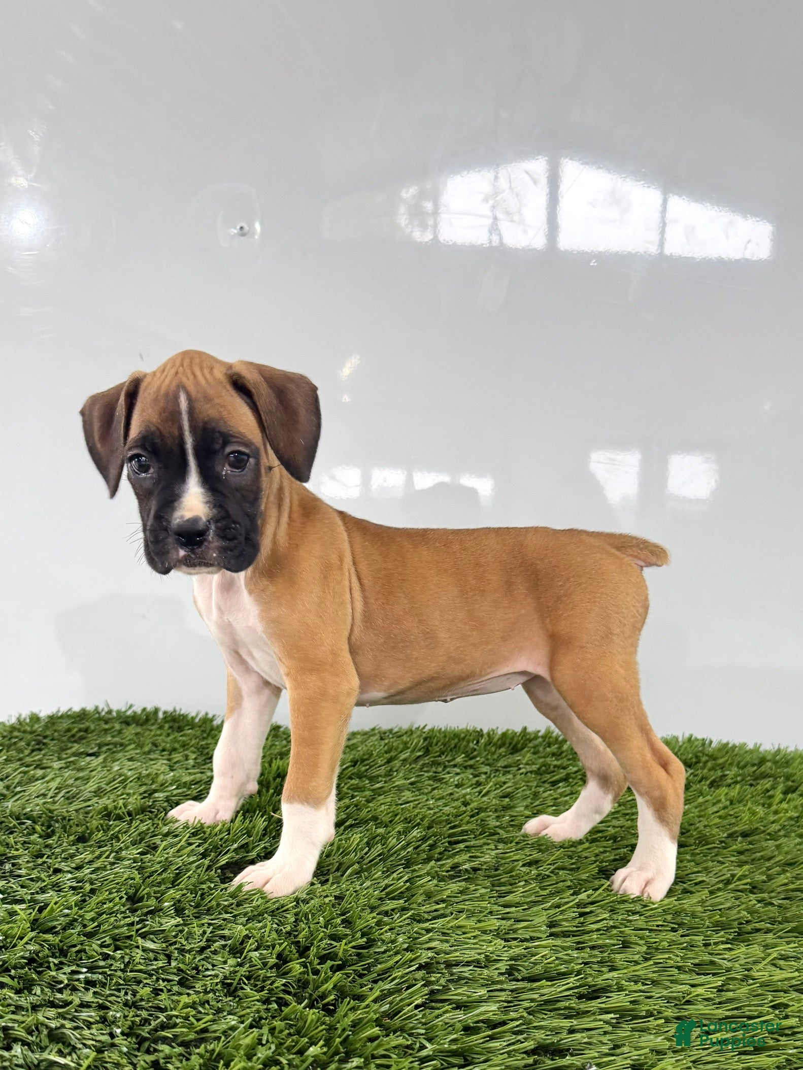 Boxer dogs Maci - Ad 2