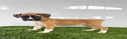 Boxer dogs for sale: Maci - Ad 2