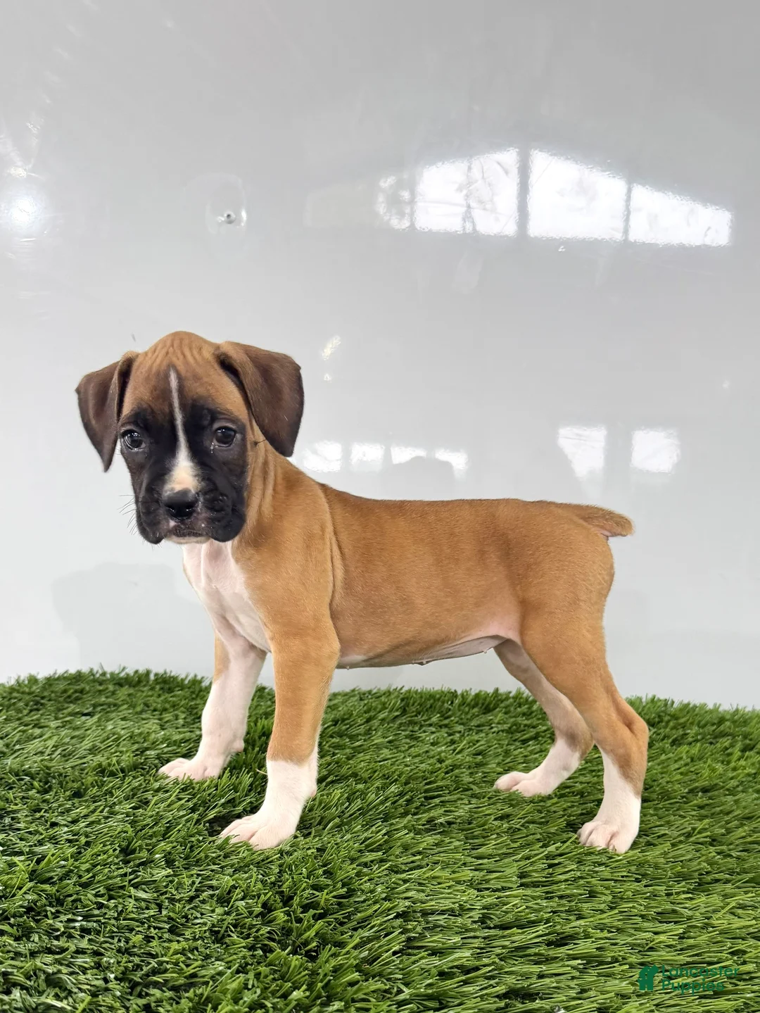 Boxer dogs for sale: Maci - Ad 2