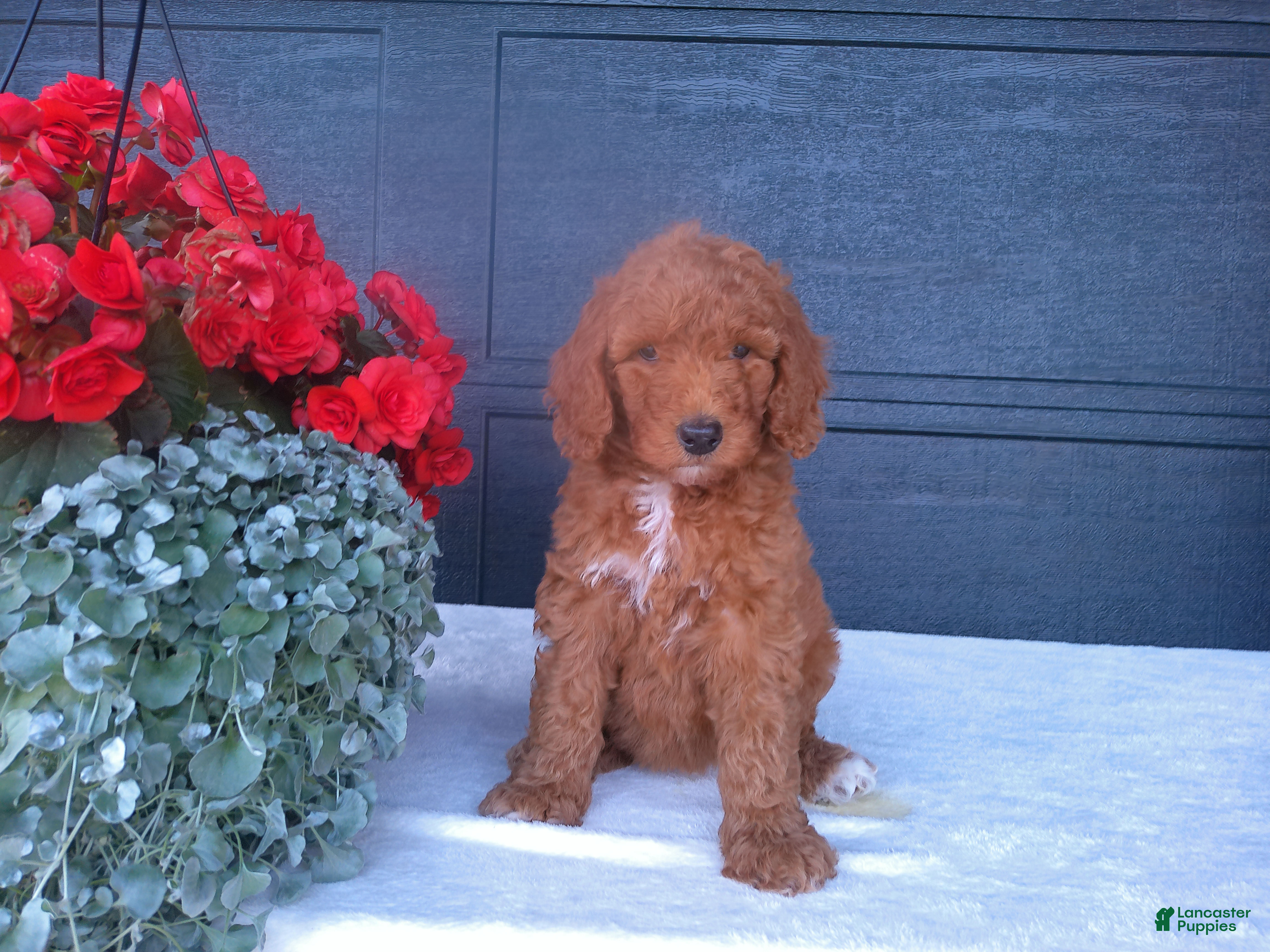 Goldendoodle dogs Skye - Ad 1