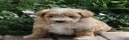 Mini Goldendoodle dogs for sale: Jamie - Ad 3
