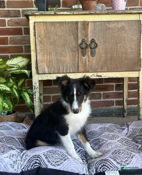 Shetland Sheepdog dogs Casey - Ad 1