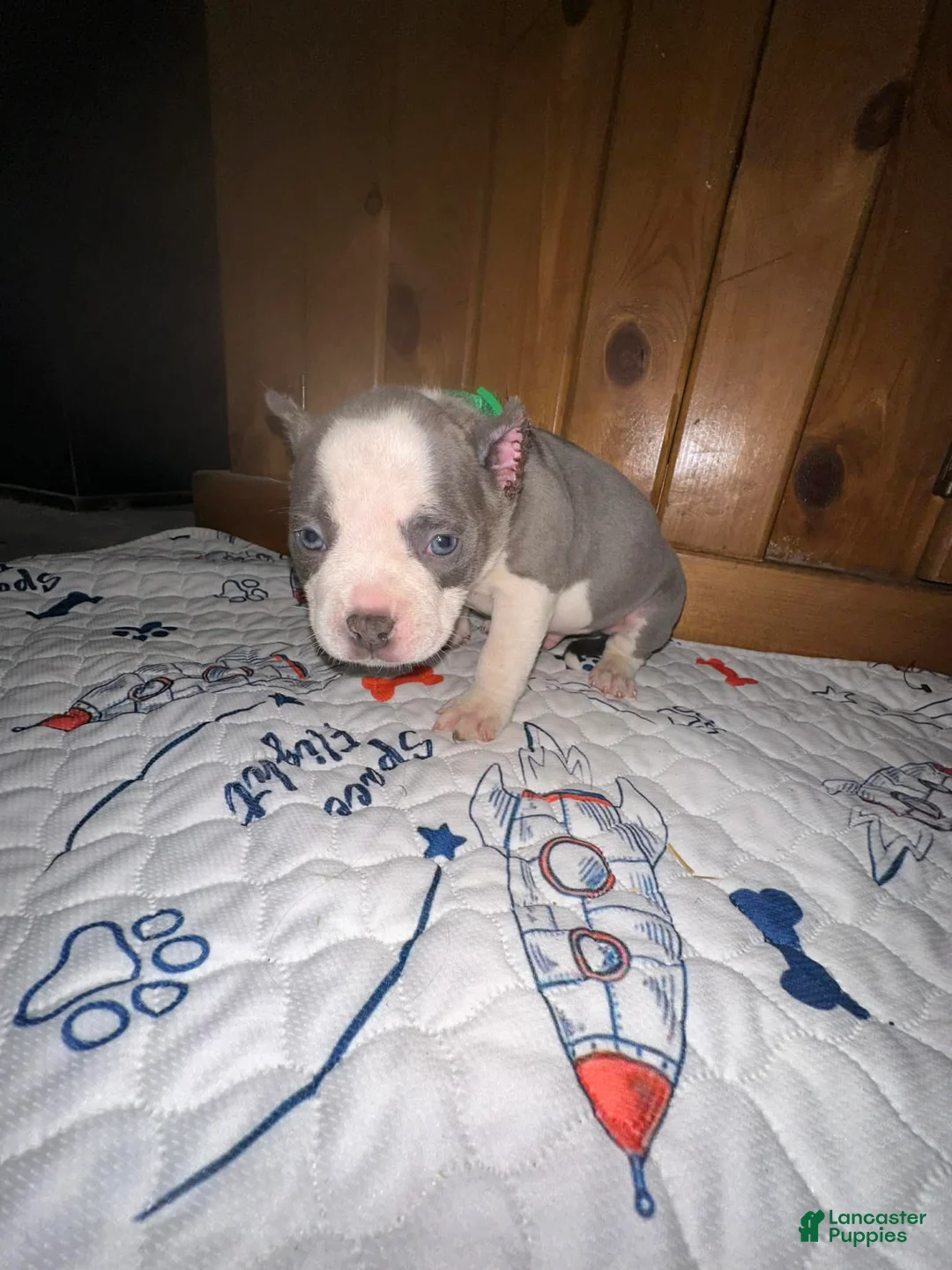 American Bully dogs for sale: American Bully Puppy 3 - Ad 2