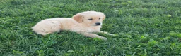Golden Retriever dogs for sale: Tucker - Ad 3