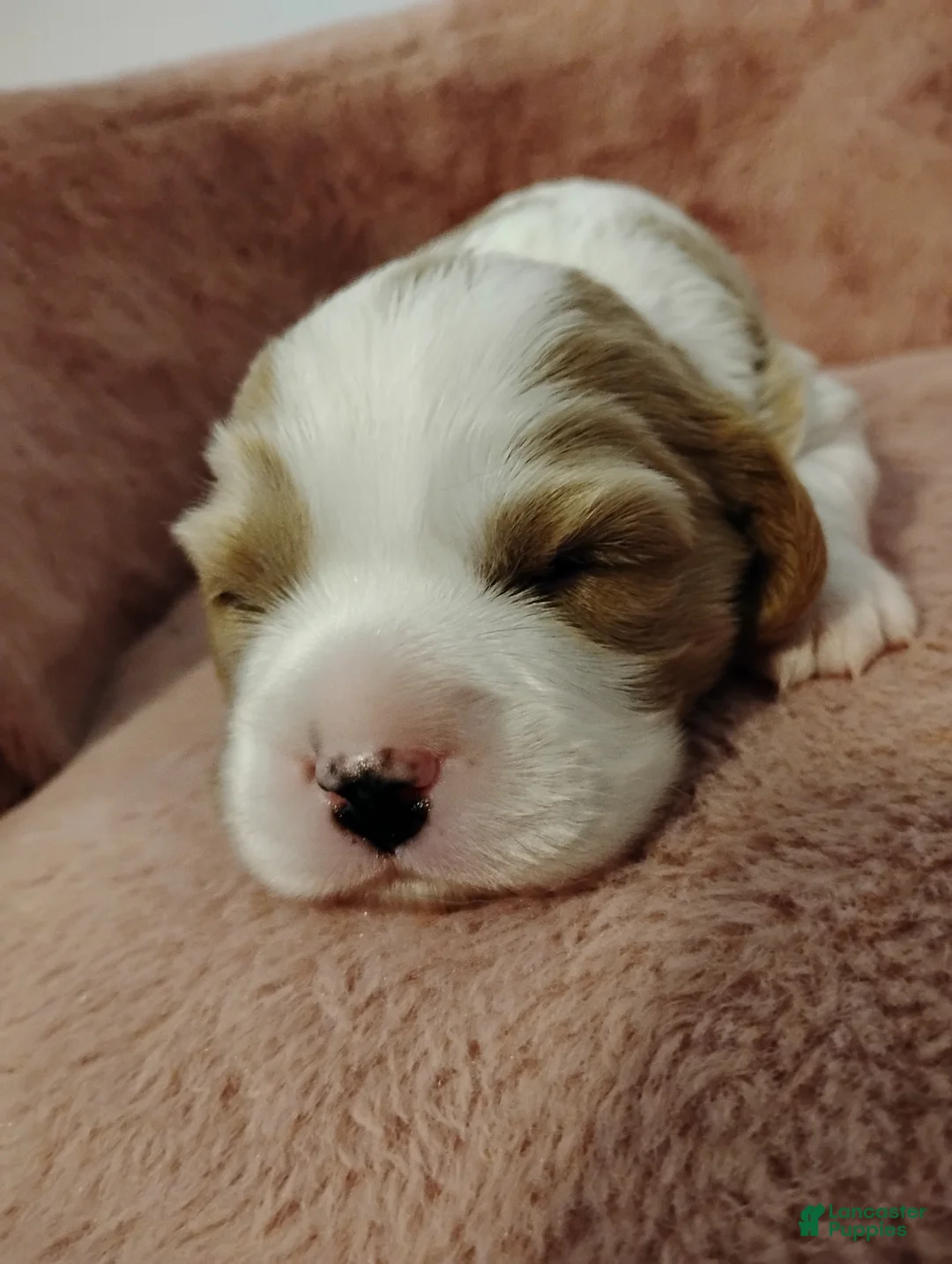 Cavalier King Charles Spaniel dogs for sale: Winston - Ad 1