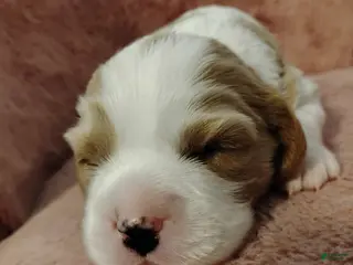 Cavalier King Charles Spaniel dogs Winston - Ad 29