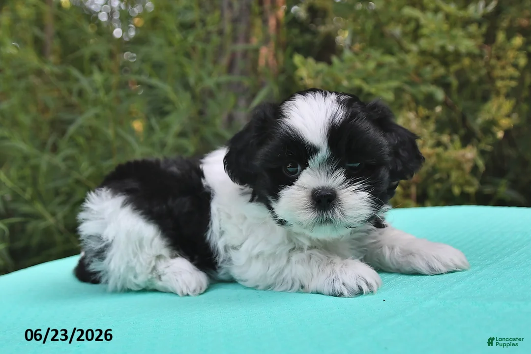 Shih Tzu dogs for sale: Tanner - Ad 5