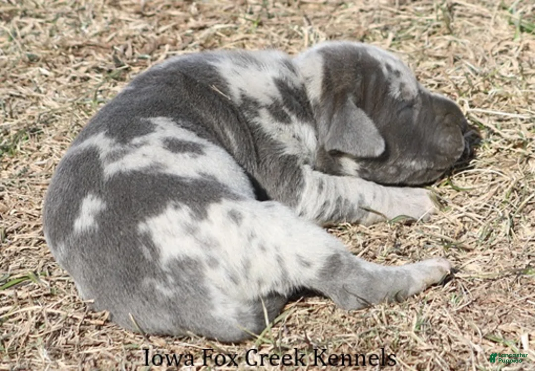 Great Dane dogs for sale: Hayley - Ad 5