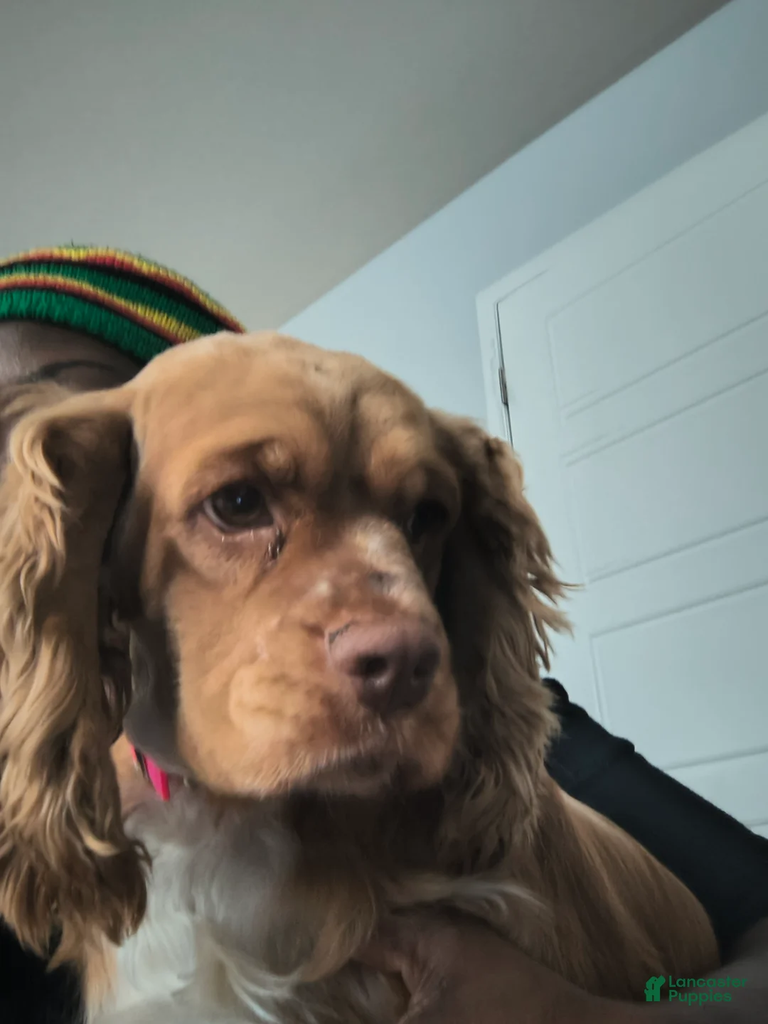 Cocker Spaniel dogs for sale: Cocker Spaniel Puppy 1 - Ad 3