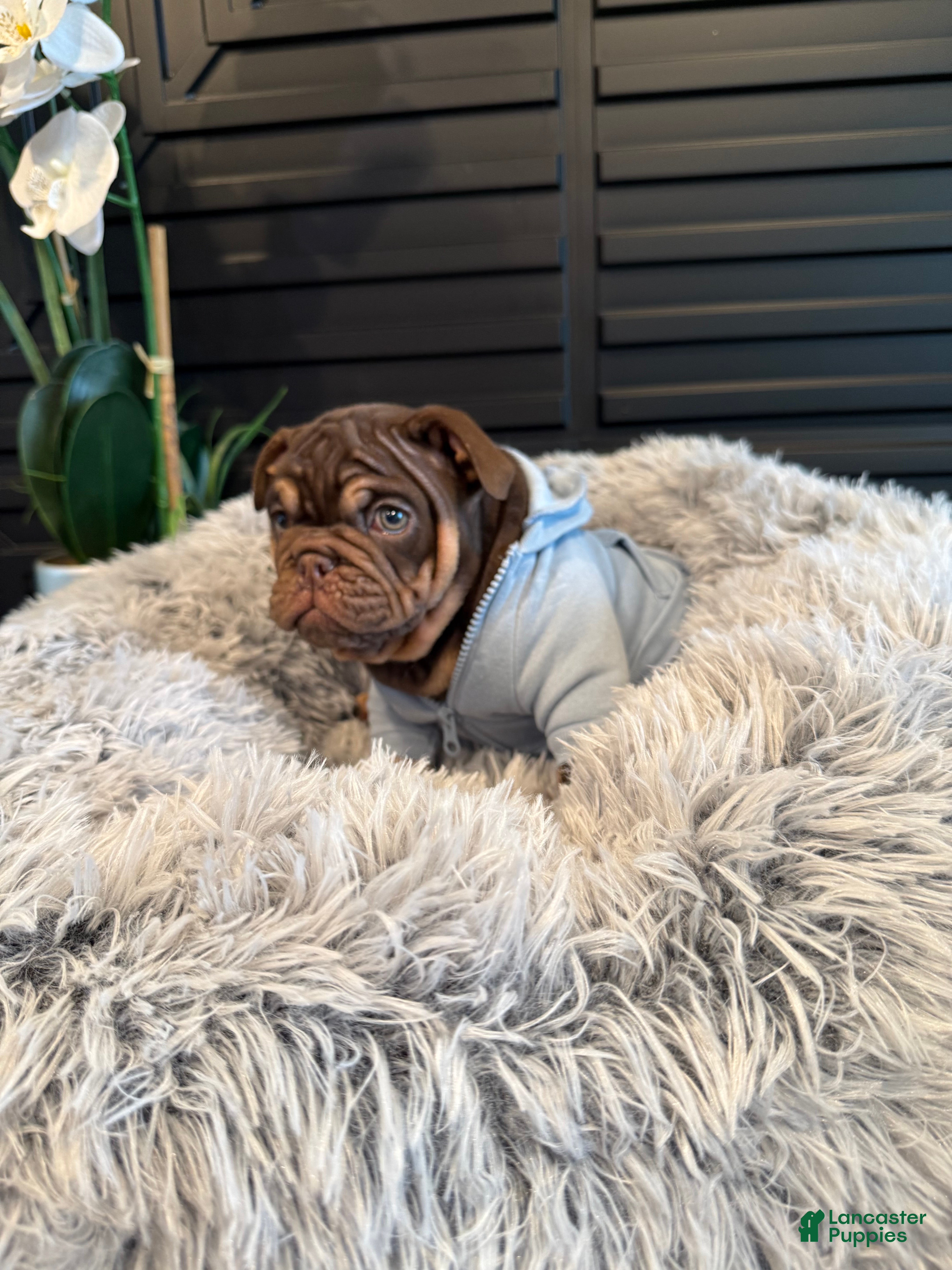 English Bulldog dogs Stream - Ad 1