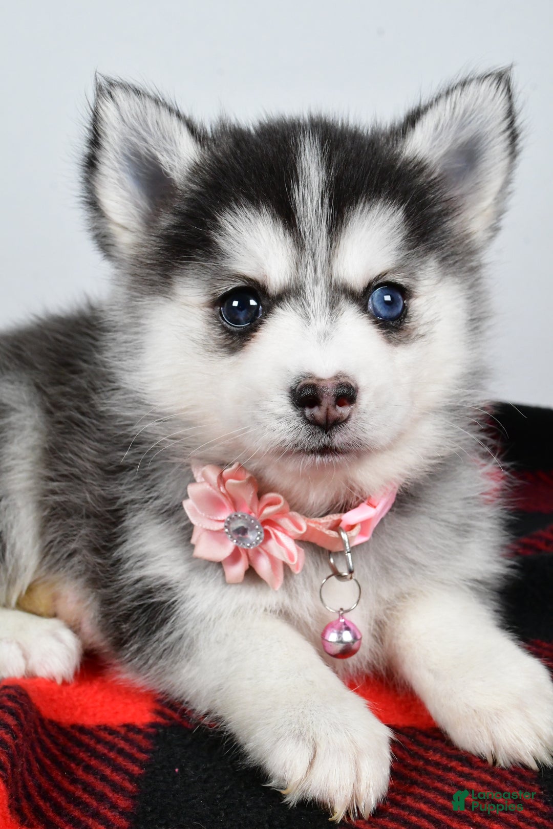 Pomsky dogs for sale: Heather - Ad 4