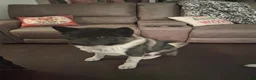 Akita dogs for sale: Akita 4 - Ad 7