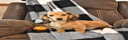 Miniature Dachshund dogs for sale: Willow - Ad 3