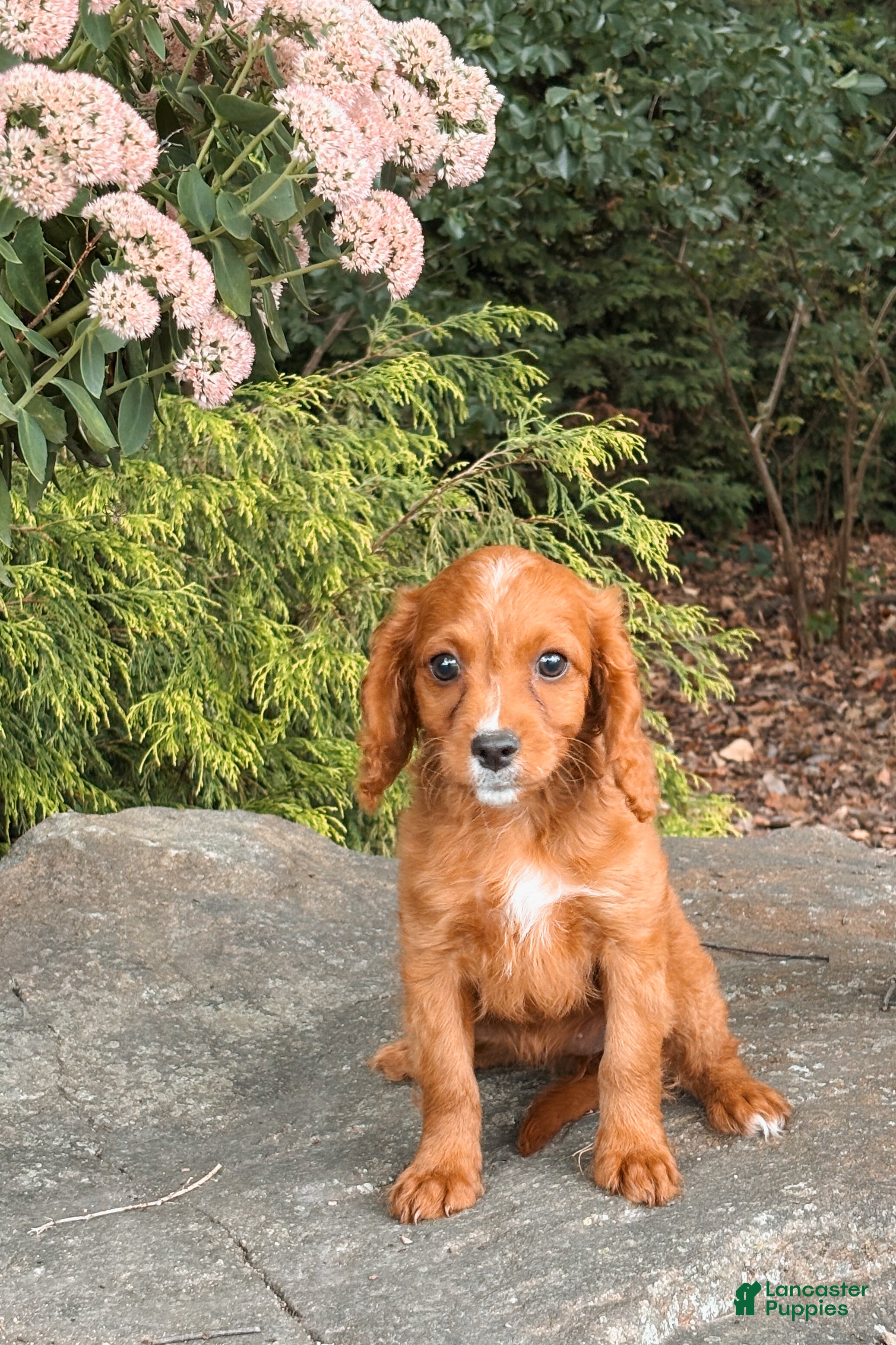 Cavapoo dogs Dixie - Ad 18