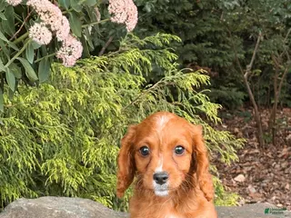 Cavapoo dogs Dixie - Ad 34